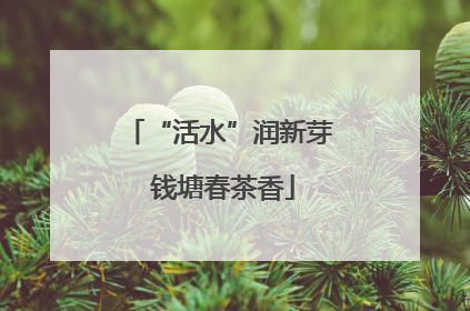 “活水”润新芽 钱塘春茶香