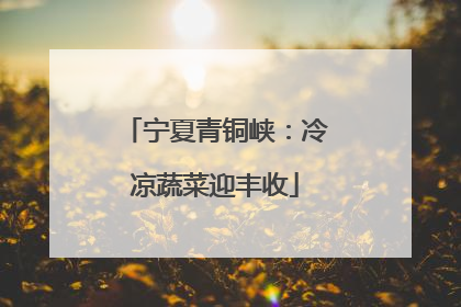 宁夏青铜峡：冷凉蔬菜迎丰收