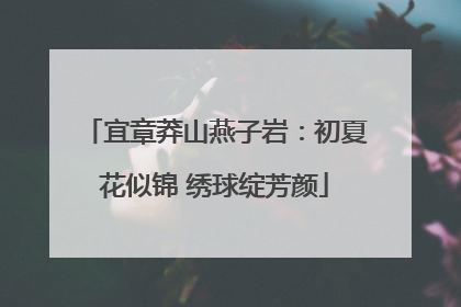 宜章莽山燕子岩：初夏花似锦 绣球绽芳颜