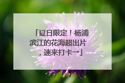 夏日限定！杨浦滨江的花海超出片，速来打卡→