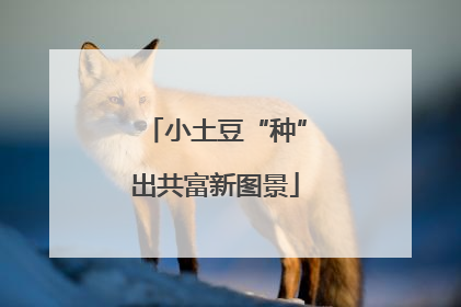 小土豆“种”出共富新图景