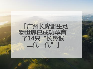 广州长隆野生动物世界已成功孕育了14只“长鼻猴二代三代”