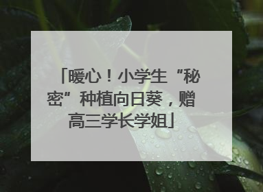 暖心！小学生“秘密”种植向日葵，赠高三学长学姐