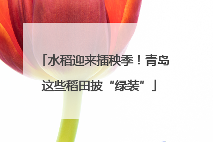 水稻迎来插秧季！青岛这些稻田披“绿装”