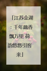 江苏金湖：千年藕香飘万里 荷韵悠悠引客来