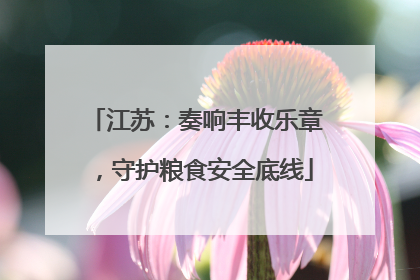 江苏：奏响丰收乐章，守护粮食安全底线