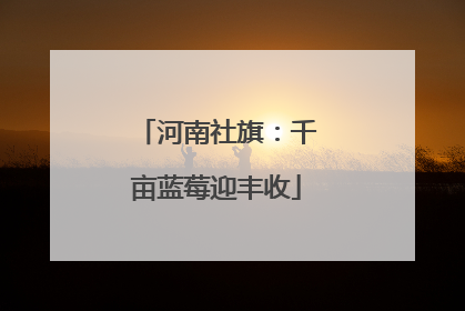 河南社旗：千亩蓝莓迎丰收