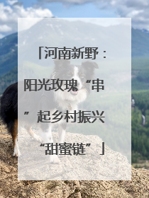 河南新野：阳光玫瑰“串”起乡村振兴“甜蜜链”