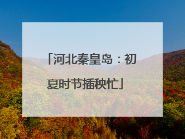 河北秦皇岛：初夏时节插秧忙
