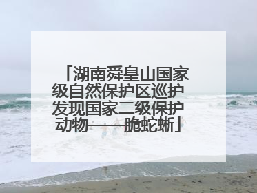 湖南舜皇山国家级自然保护区巡护发现国家二级保护动物——脆蛇蜥