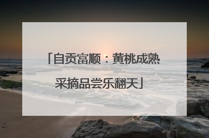 自贡富顺：黄桃成熟 采摘品尝乐翻天
