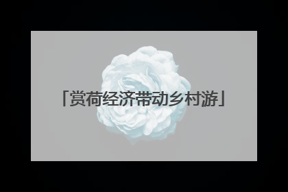 赏荷经济带动乡村游