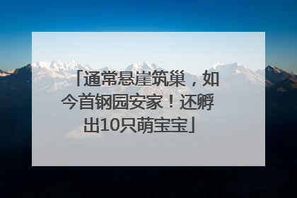 通常悬崖筑巢，如今首钢园安家！还孵出10只萌宝宝