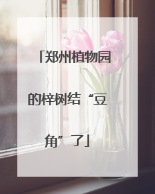 郑州植物园的梓树结“豆角”了