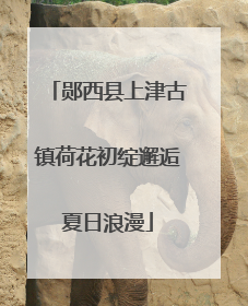 郧西县上津古镇荷花初绽邂逅夏日浪漫
