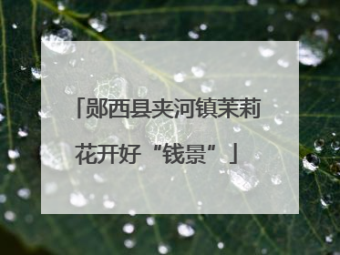郧西县夹河镇茉莉花开好“钱景”