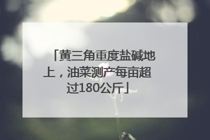 黄三角重度盐碱地上，油菜测产每亩超过180公斤